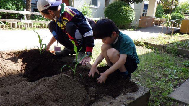 野菜苗を植えました。ぐんぐん育って大きくなってほしいな。